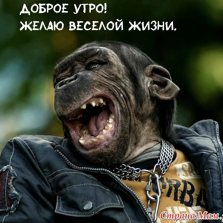 Картинка: Доброе утро! Желаю веселой жизни.