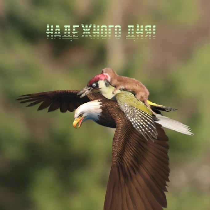 Картинка: Надежного дня!