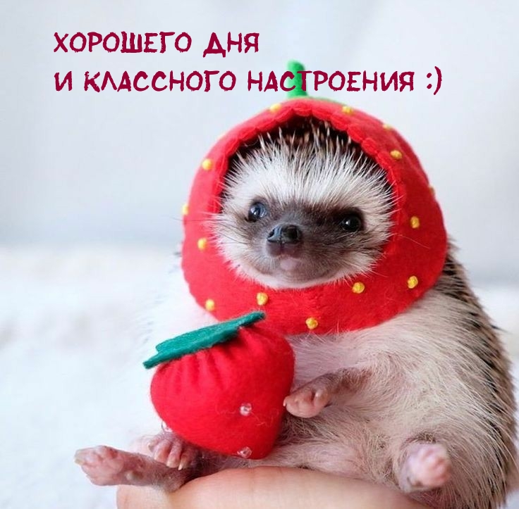 Картинка: Хорошего дня И классного настроения :)