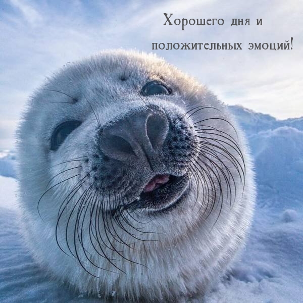 Картинка: Хорошего дня и положительных эмоций!