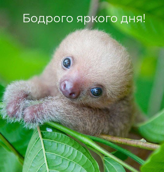 Картинка: Бодрого яркого дня!