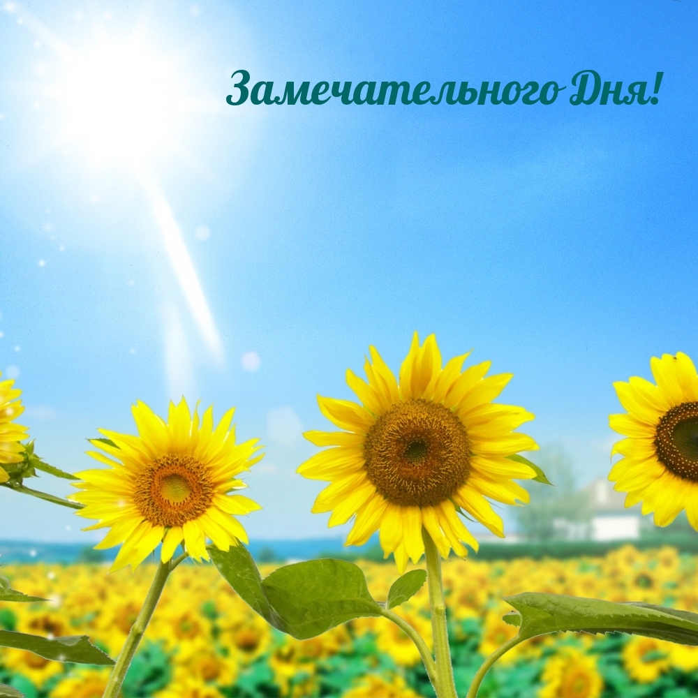 Картинка: Замечательного Дня!