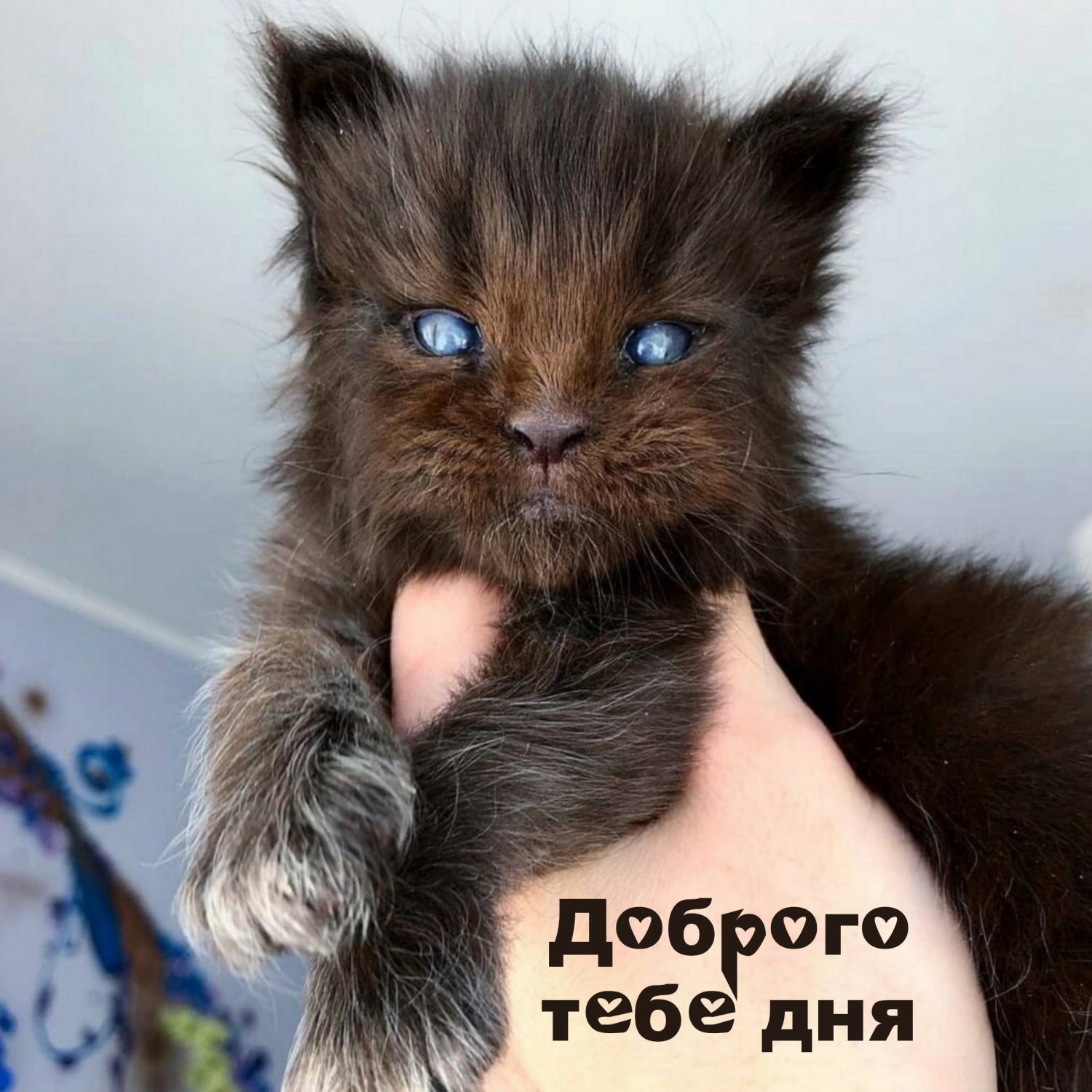 Кошки Похожие На Фото