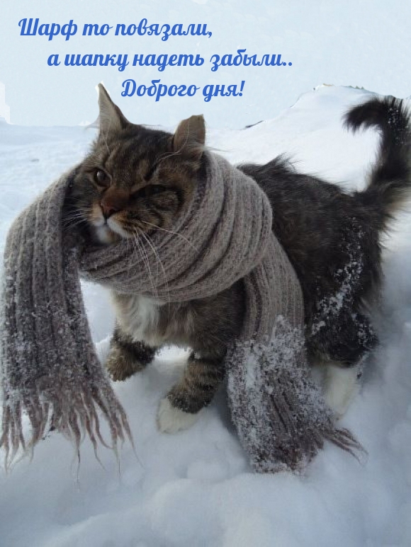 Картинка: Шапку надеть забыли.. Доброго дня!