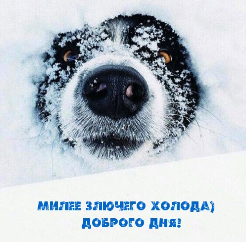 Картинка: Милее злючего холода) Доброго дня!