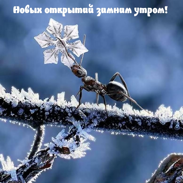 Картинка: Новых открытий зимним утром!