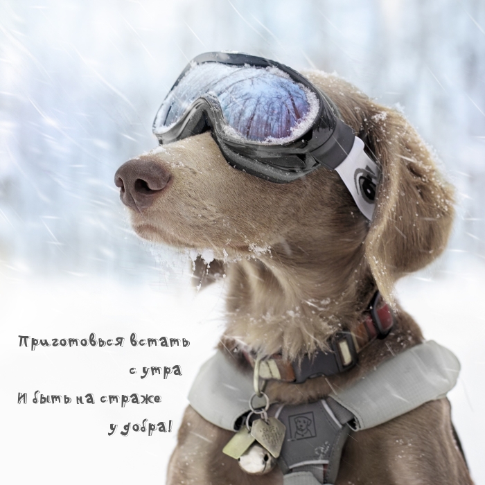 Картинка: Приготовься встать с утра И быть на страже у добра!
