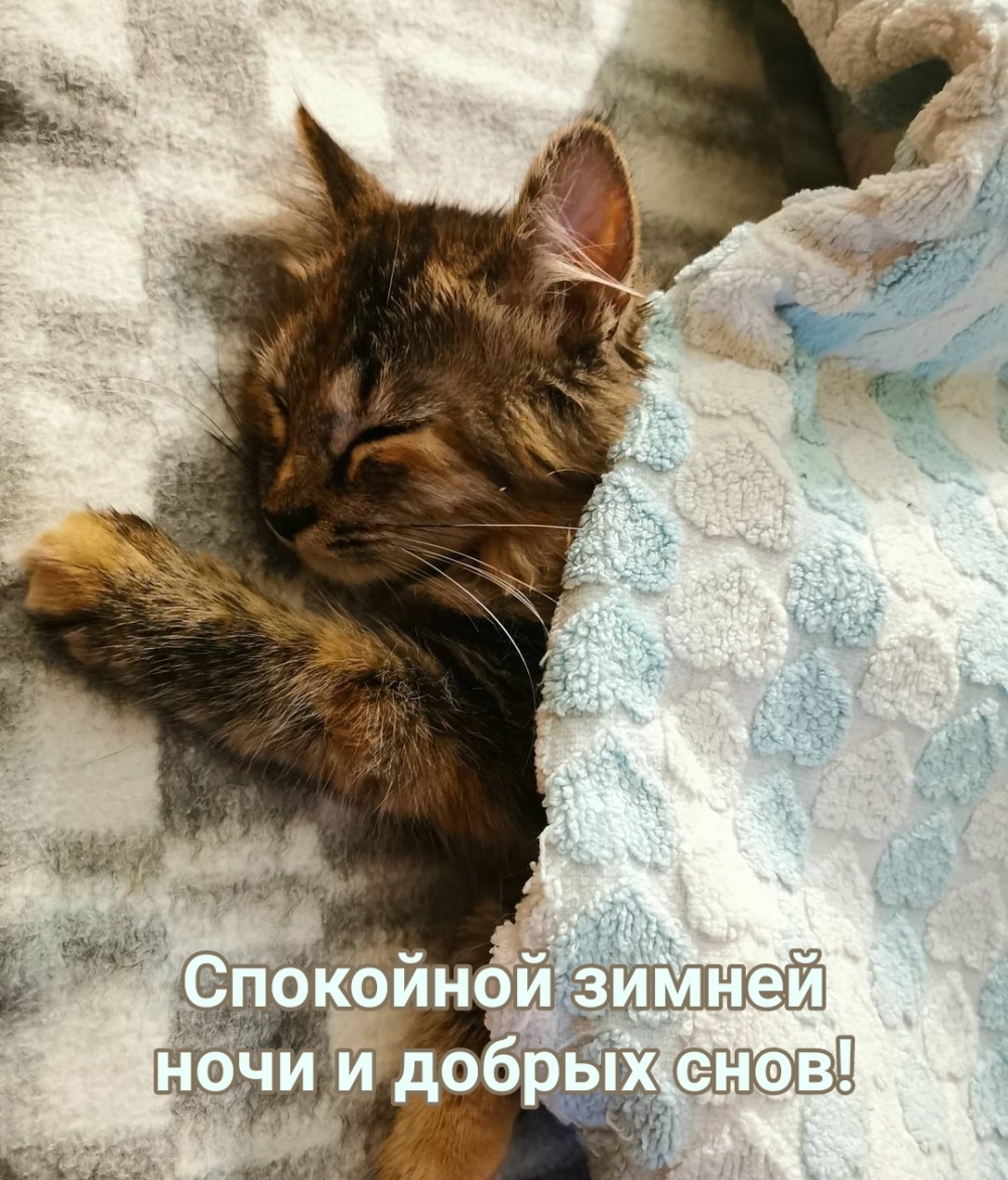 Картинка: Спокойной зимней ночи и добрых снов! Котик в кроватке
