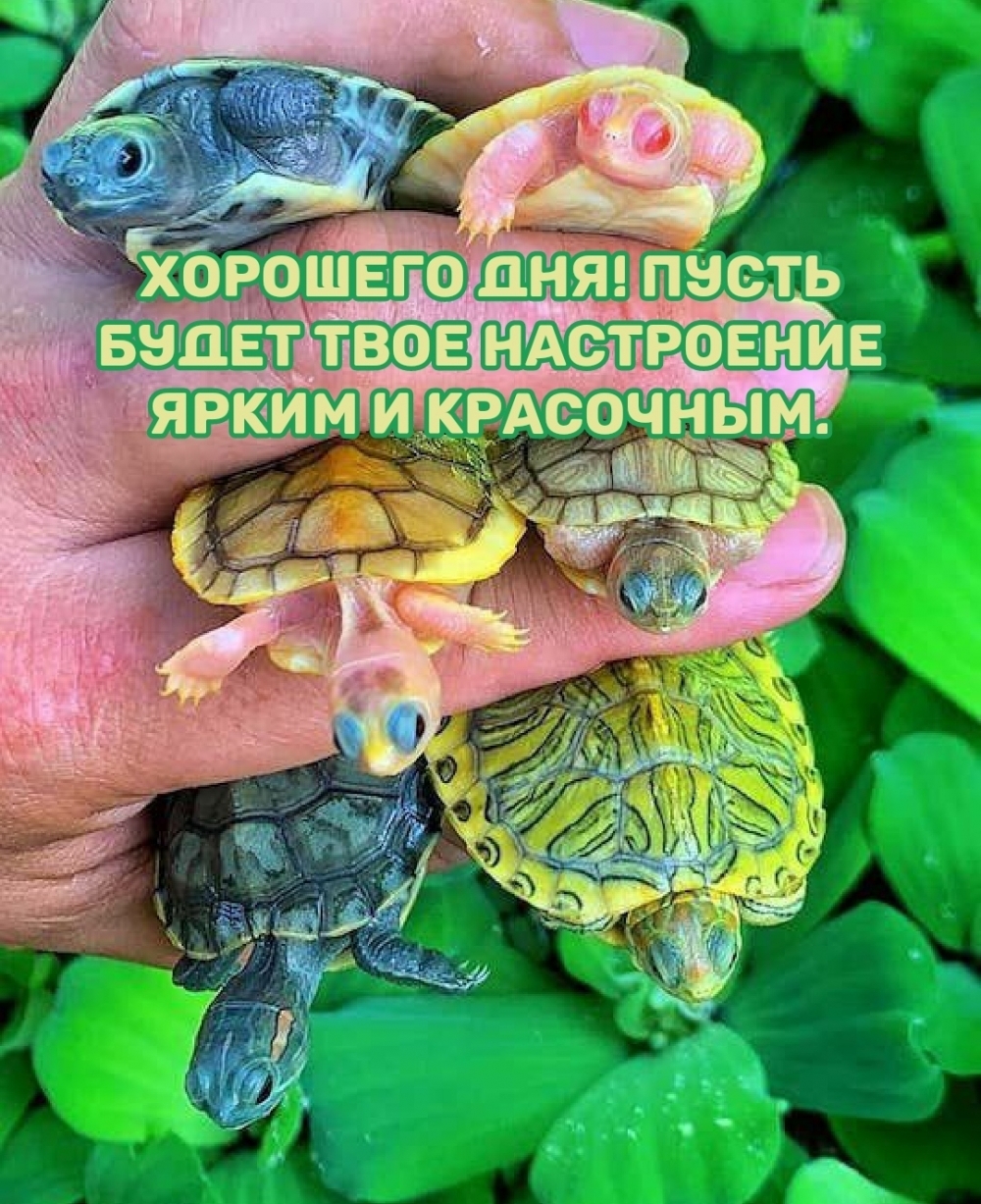 Картинка: Хорошего дня! Пусть будет твое настроение ярким и красочным.