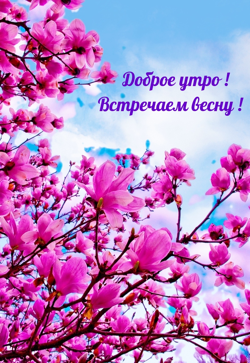 Картинка: Доброе утро! Встречаем весну!