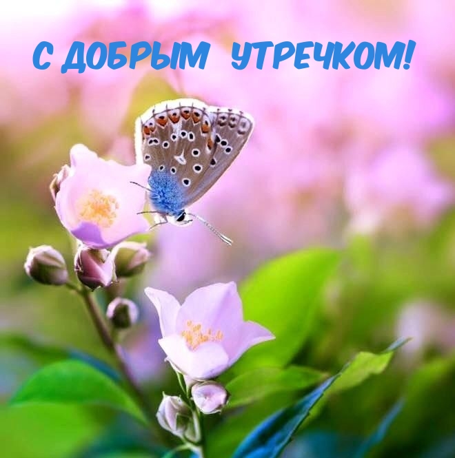 Картинка: С добрым утречком!