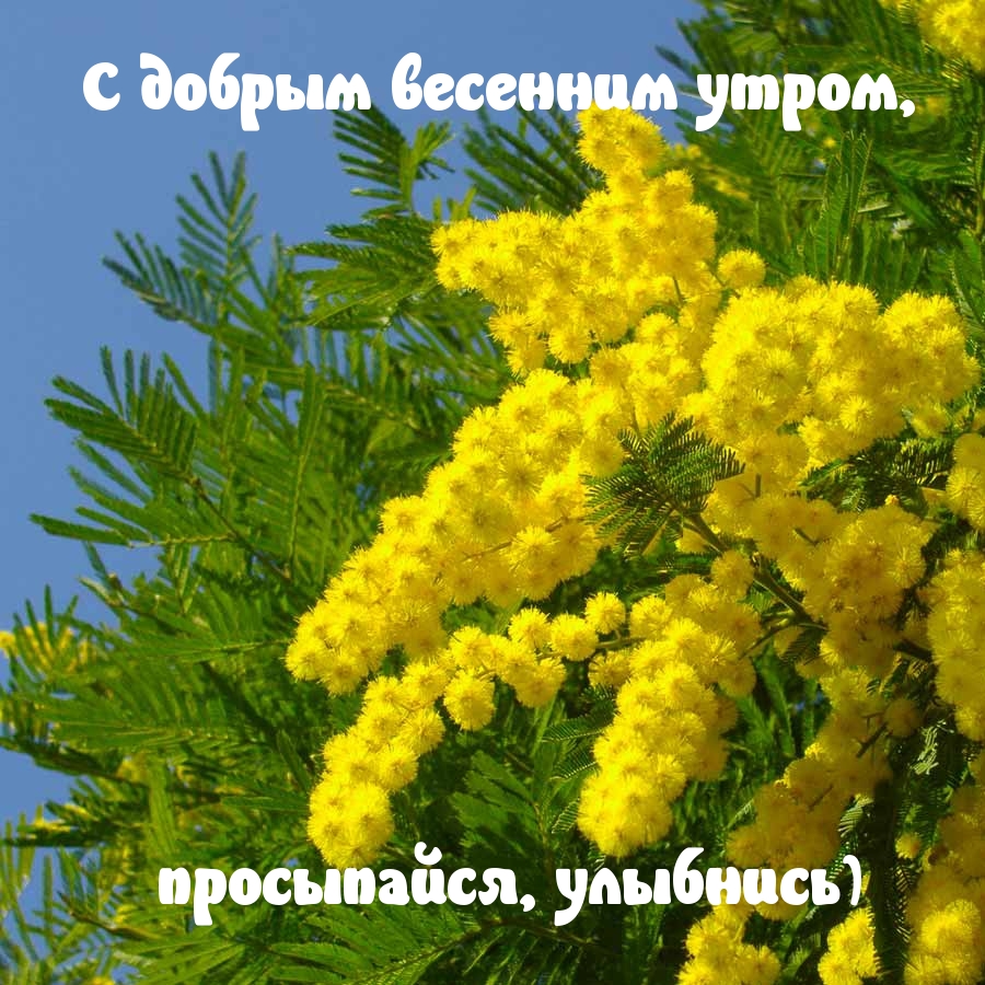 � ������ �������� �����, ����������, ��������)