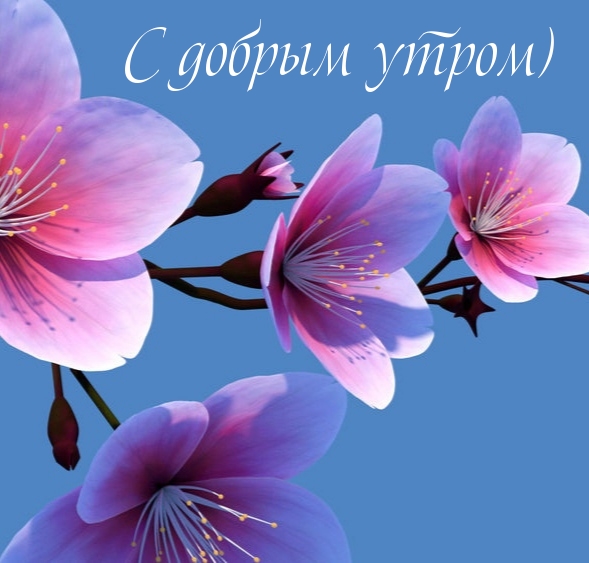 Картинка: С добрым утром)