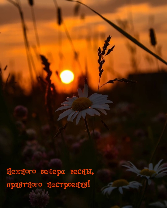 Картинка: Нежного вечера весны, приятного настроения!