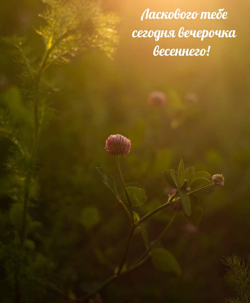 Картинка: Ласкового тебе сегодня вечерочка весеннего!