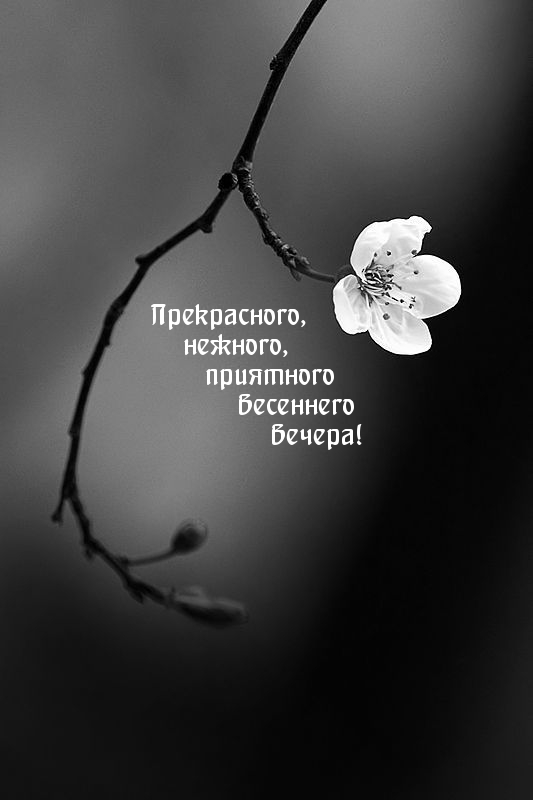 Картинка: Нежного, приятного весеннего вечера!