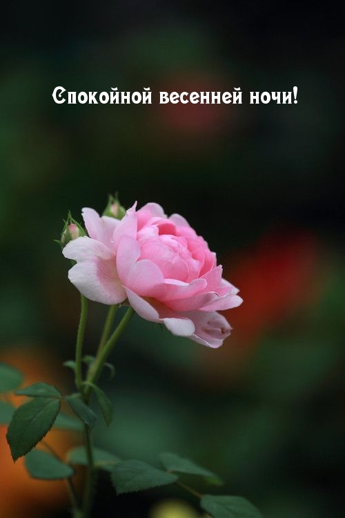 Картинка: Спокойной весенней ночи!