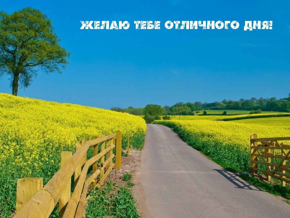 Картинка: Желаю тебе отличного дня!