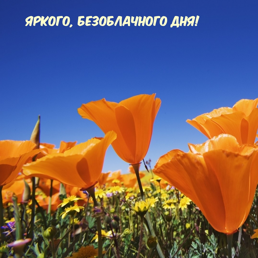 Картинка: Яркого, безоблачного дня!