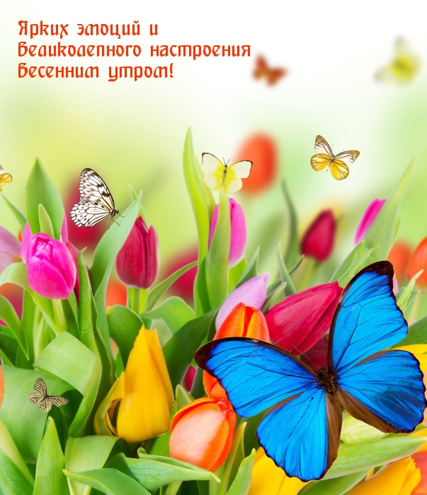 Картинка: Ярких эмоций и великолепного настроения весенним утром!