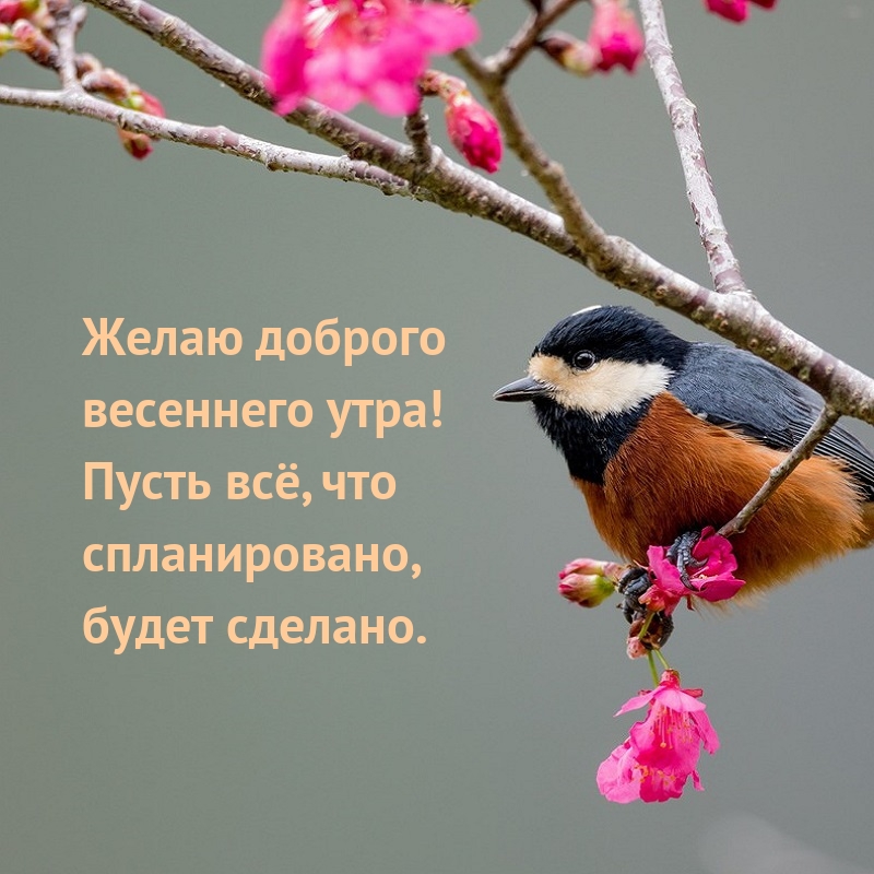 Картинка: Желаю доброго весеннего утра! Пусть всё будет сделано