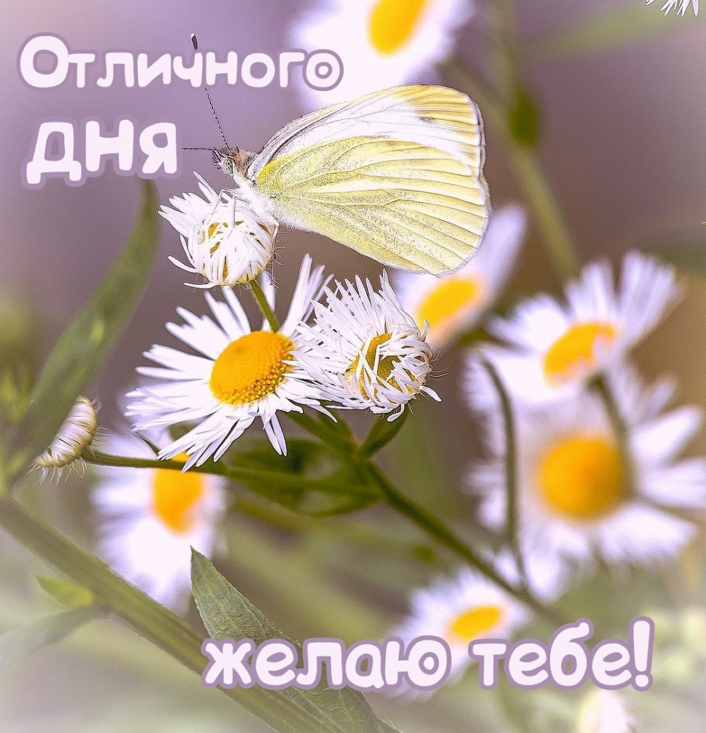 Картинка: Отличного дня желаю тебе!