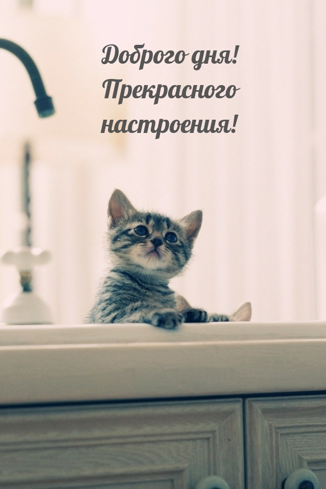 Картинка: Доброго дня! Прекрасного настроения!