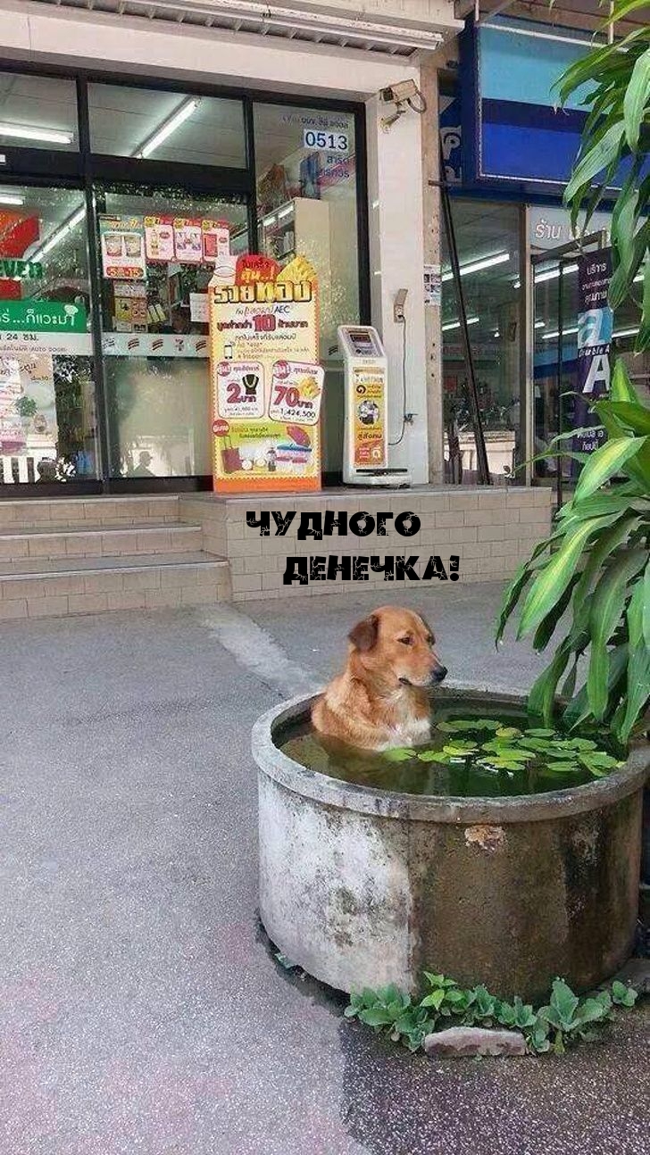 Картинка: Чудного денечка!