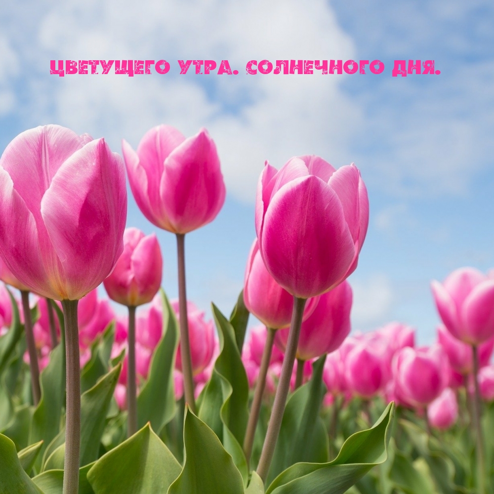 Картинка: Цветущего утра. Солнечного дня.