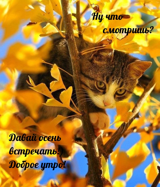 Картинка: Давай осень встречать! Доброе утро!
