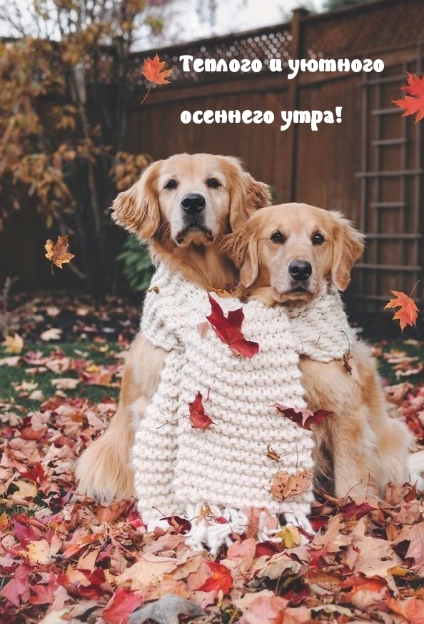 Картинка: Теплого и уютного осеннего утра!