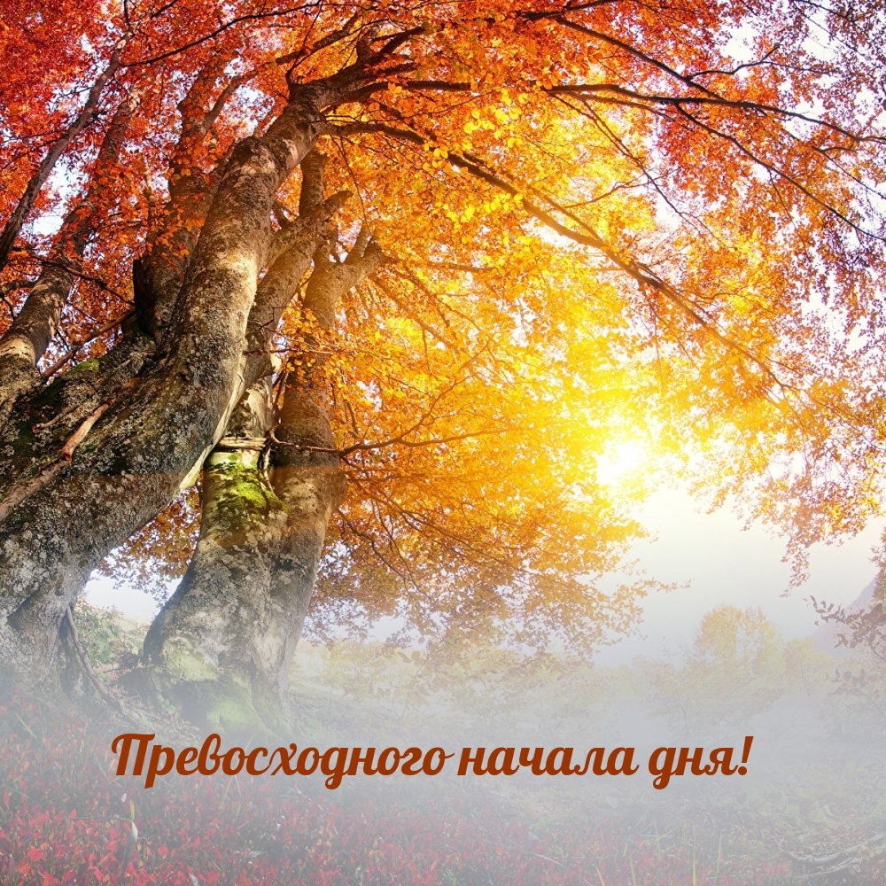 Картинка: Превосходного начала дня!