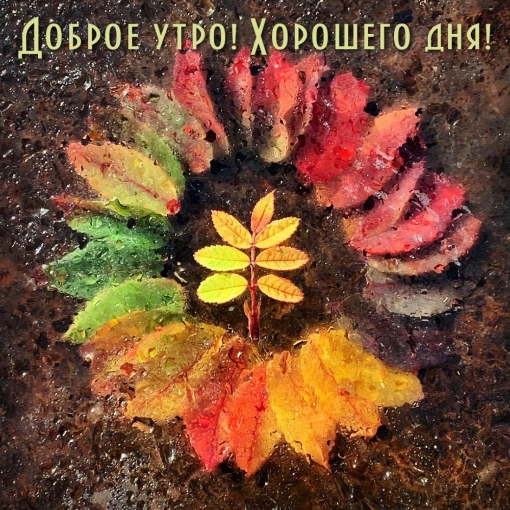 Картинка: Доброе утро! Хорошего дня!