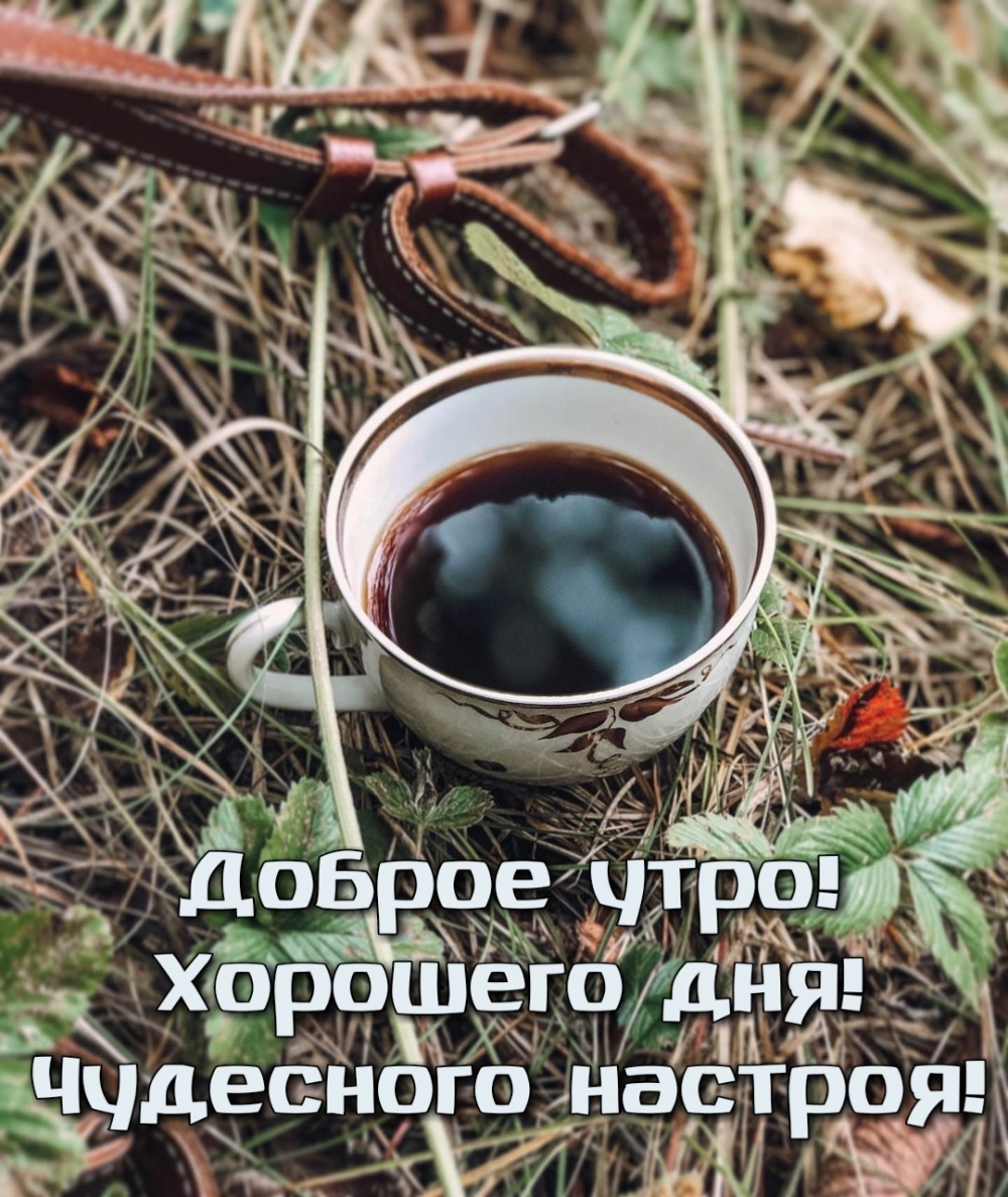 Картинка: Доброе утро! Хорошего дня! Чудесного настроя!
