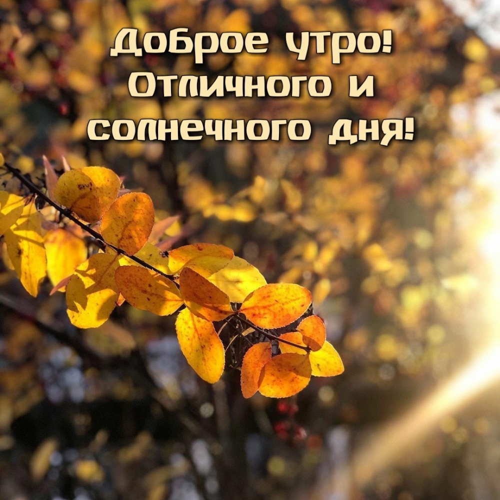 Картинка: Доброе утро! Отличного и солнечного дня!