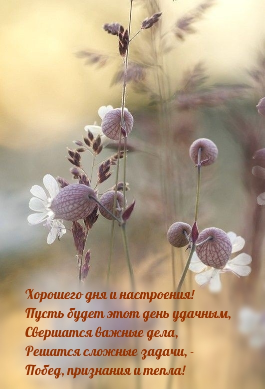 Картинка: Хорошего дня и настроения! Пусть будет этот день удачным