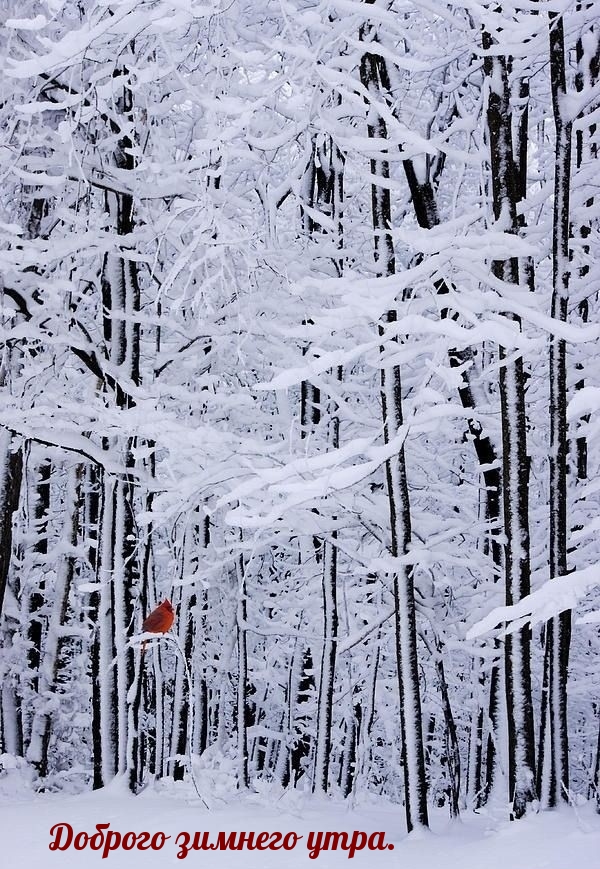 Картинка: Доброго зимнего утра.