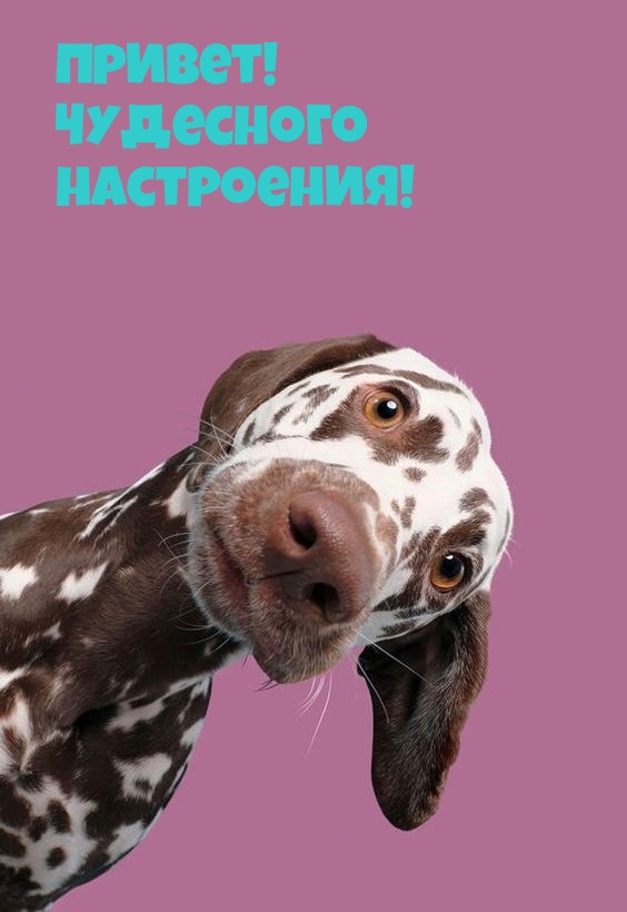 Картинка: Привет! Чудесного настроения!