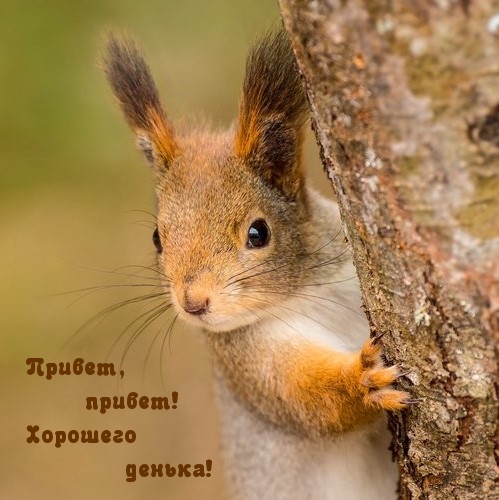 Картинка: Привет, привет! Хорошего денька!