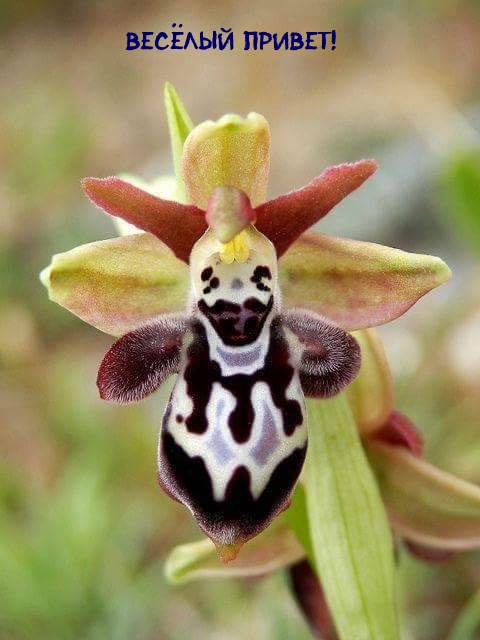 ������ ������!