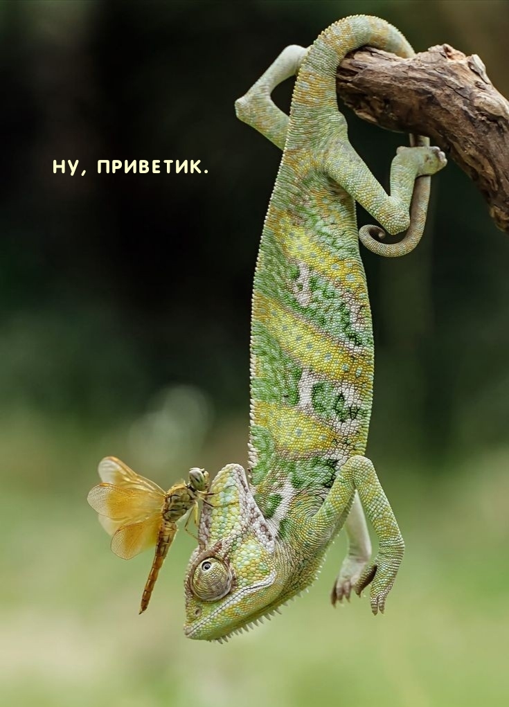 Картинка: Ну, приветик.