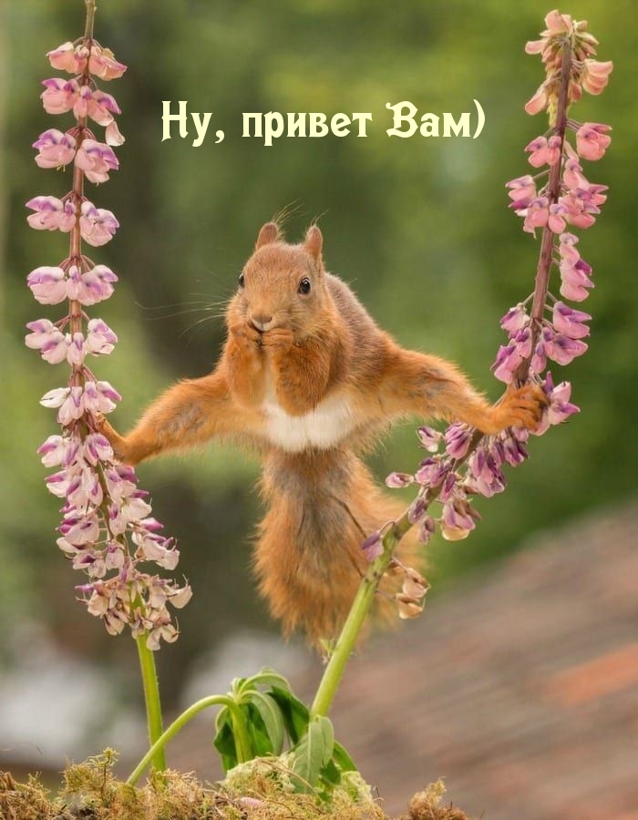 ��������: ��, ������ ���)