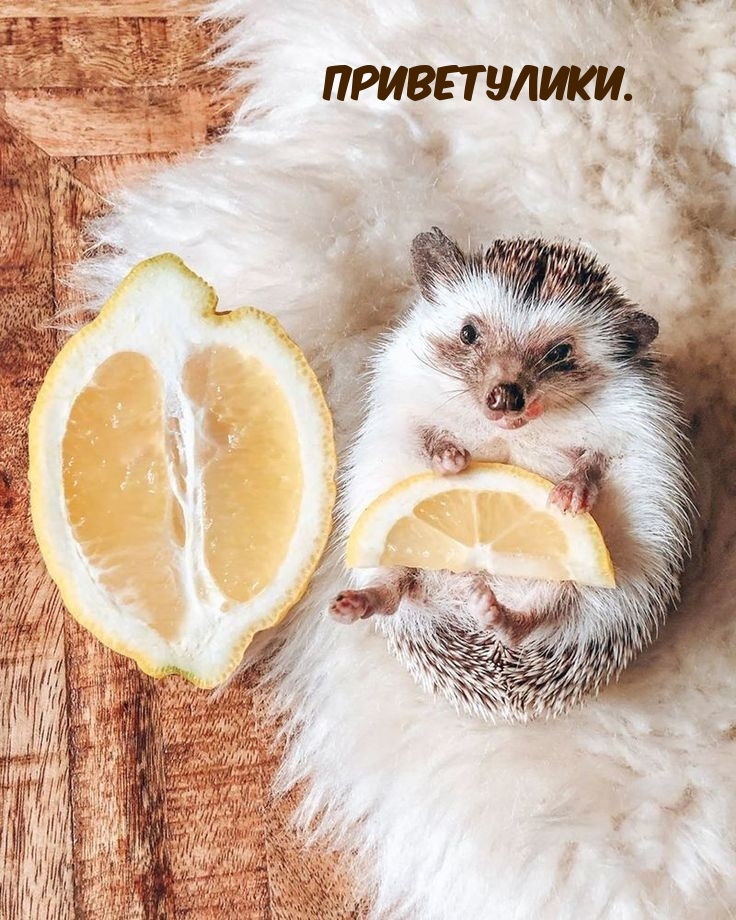 �����������.