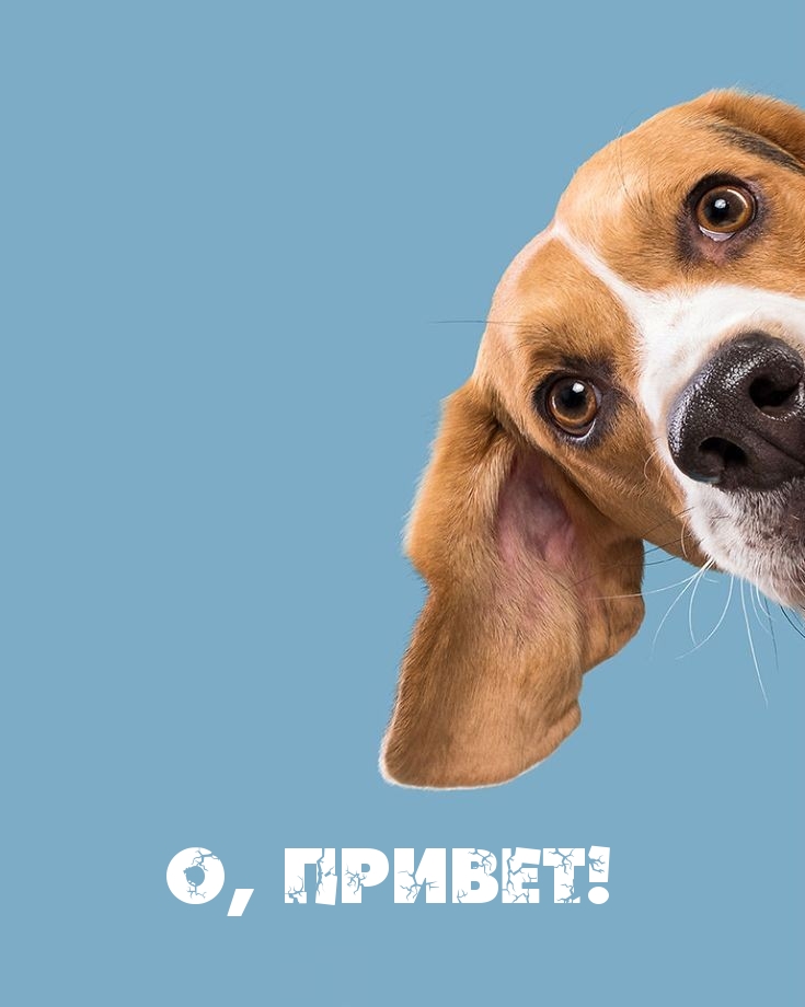 Картинка: О, привет!