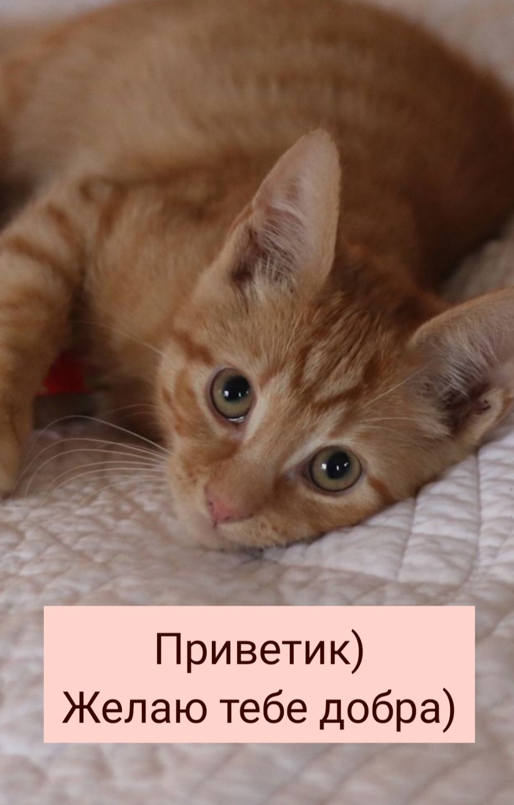 ��������: ��������) ����� ���� �����)