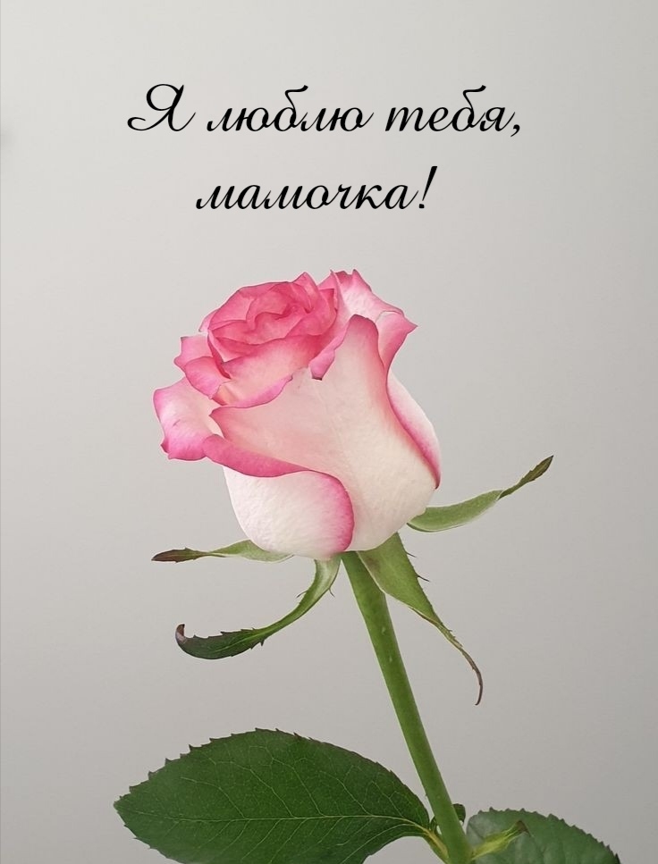 Картинка: Я люблю тебя, мамочка!